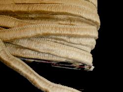 Double_Brush_Fringe_color_CornSilk