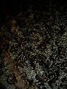 Fabric Shop Premium Chenille for Upholstery Pattern Chianti Color Chocolate by the yard special - click for video, image and information page