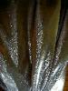 Fabricut Sheer Drapery Fabric Spinola Onyx for Window Treatments