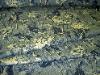 Ralph Lauren Donovan Floral Color Blue Closeout Home Decor Fabric