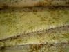 Ralph Lauren Gabriel Floral Gold/Tea Closeout Home Decor Fabric